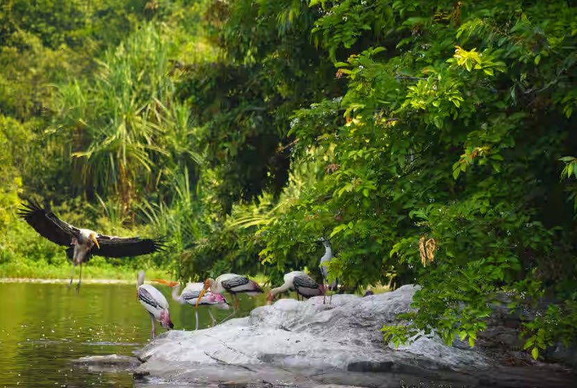 Brush Island Wildlife Sanctuary